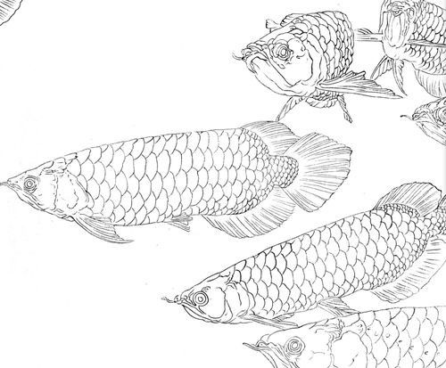 有沒(méi)有金龍魚(yú)結(jié)構(gòu)圖的模板？（一份詳細(xì)的金龍魚(yú)結(jié)構(gòu)圖模板）