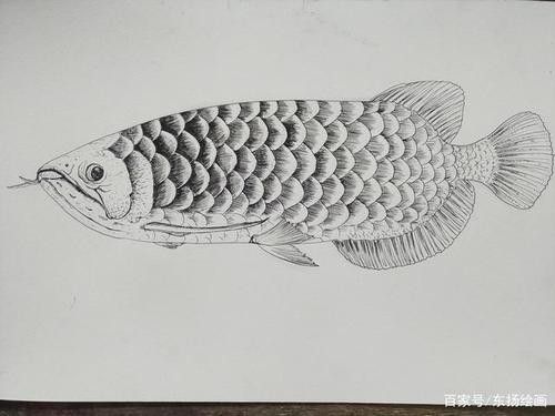 有沒(méi)有金龍魚(yú)結(jié)構(gòu)圖的模板？（一份詳細(xì)的金龍魚(yú)結(jié)構(gòu)圖模板）