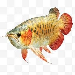 哪個平臺提供高清金龍魚壁紙下載 哪個平臺提供高清金龍魚壁紙下載 龍魚百科 第3張