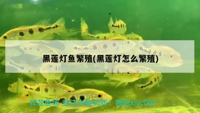 七彩神仙魚 黑蓮燈魚繁殖(黑蓮燈怎么繁殖)(黑蓮燈魚怎么繁殖) 觀賞魚百科 黑蓮燈魚繁殖(黑蓮燈怎么繁殖)(黑蓮燈魚怎么繁殖) 黑蓮燈魚繁殖(黑蓮燈怎么繁殖)(黑蓮燈魚怎么繁殖) 觀賞魚百科