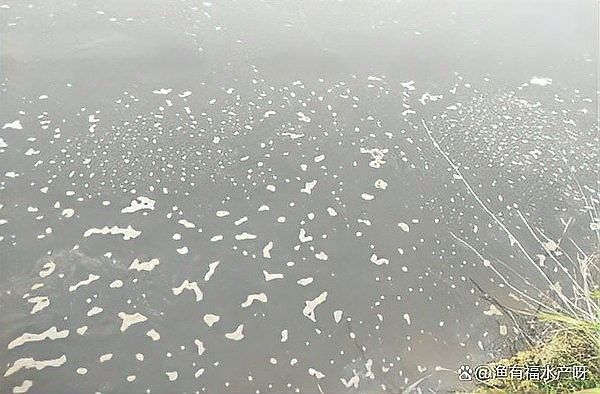 如何判斷水質是否良好？（判斷水質是否良好六個方法告訴你樂普生水產） 如何判斷水質是否良好？（判斷水質是否良好六個方法告訴你樂普生水產） 龍魚百科 第7張