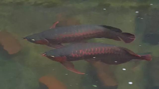 龍魚缸側燈放什么位置最佳（龍魚缸側燈放置最佳實踐：龍魚缸側燈放置的最佳實踐） 龍魚缸側燈放什么位置最佳（龍魚缸側燈放置最佳實踐：龍魚缸側燈放置的最佳實踐） 龍魚百科 第2張