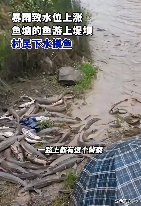 成都霸道海鮮鮮活生猛鱘龍魚鱘（成都地區鱘龍魚的價格） 成都霸道海鮮鮮活生猛鱘龍魚鱘（成都地區鱘龍魚的價格） 觀賞魚百科 第7張