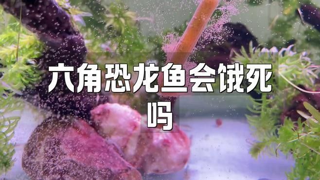 如何判斷恐龍魚是否吃飽？（恐龍魚吃飽了會有哪些表現(xiàn)）