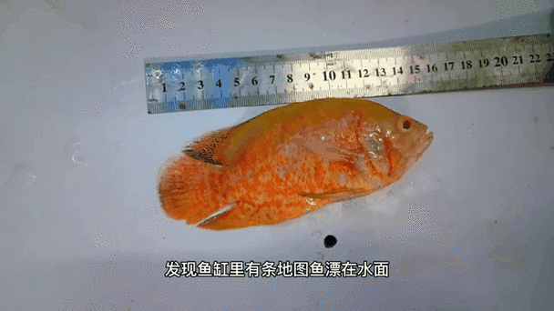 黑魔神雷龍需要多大的魚(yú)缸（黑魔神雷龍所需的魚(yú)缸大小和魚(yú)缸大小沒(méi)有直接關(guān)系）