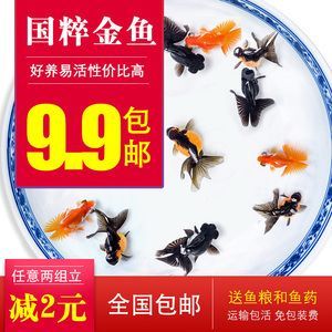 重慶金龍魚供貨商電話號碼，重慶金龍魚供貨商的電話號碼 重慶金龍魚供貨商電話號碼，重慶金龍魚供貨商的電話號碼 觀賞魚百科