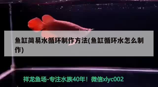 新到家的小虎魚 魚缸簡易水循環制作方法(魚缸循環水怎么制作) 觀賞魚百科 魚缸簡易水循環制作方法(魚缸循環水怎么制作) 魚缸簡易水循環制作方法(魚缸循環水怎么制作) 觀賞魚百科
