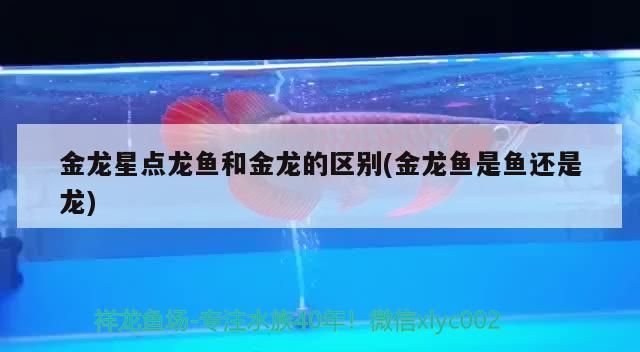 金龍星點龍魚和金龍的區別(金龍魚是魚還是龍)（金龍星點龍魚和金龍星點龍魚的區別）