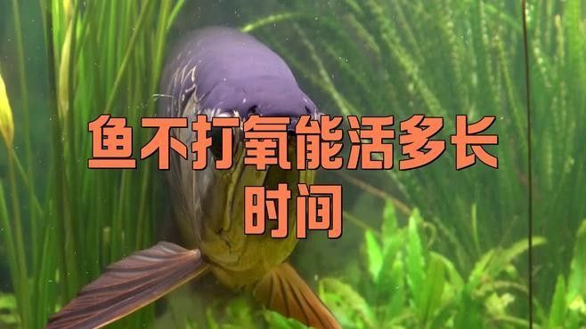 龍魚浮頭多久會死？（龍魚浮頭時間過長會對健康造成嚴重影響）