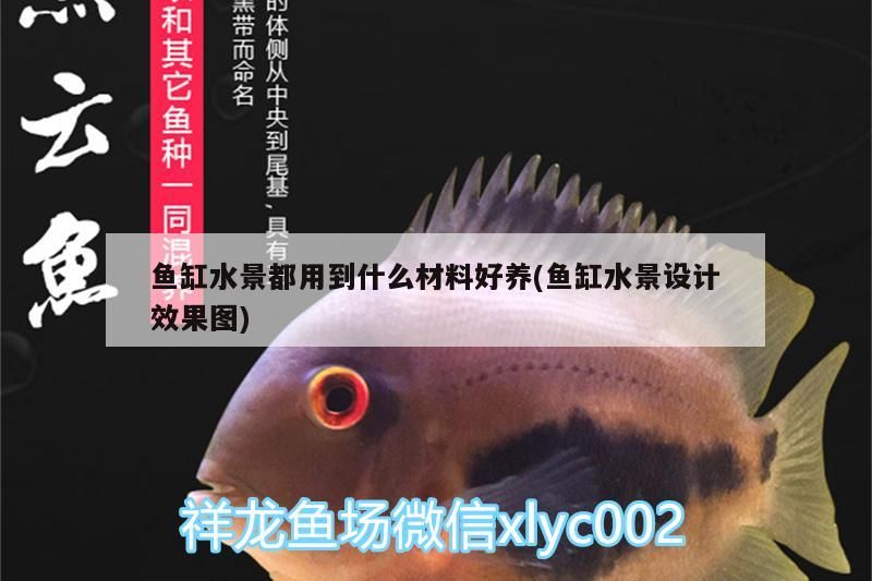龍魚蝦米有哪些經典食譜，如何搭配龍魚蝦米更美味？，龍魚蝦米一起烹飪有哪些注意事項龍魚蝦米的黃金搭配速查表