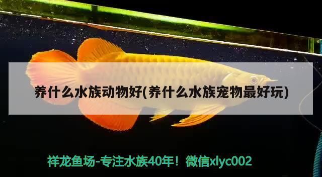 養什么水族動物好(養什么水族寵物最好玩)