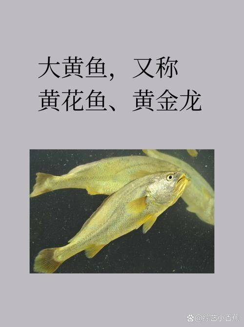給我更多高清的黃金龍魚圖片