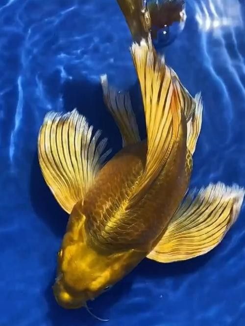 給我更多高清的黃金龍魚圖片