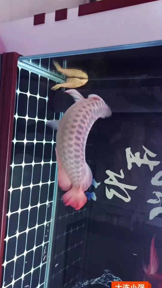 日常堅果