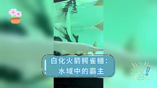 白化火箭是鱷雀鱔嗎