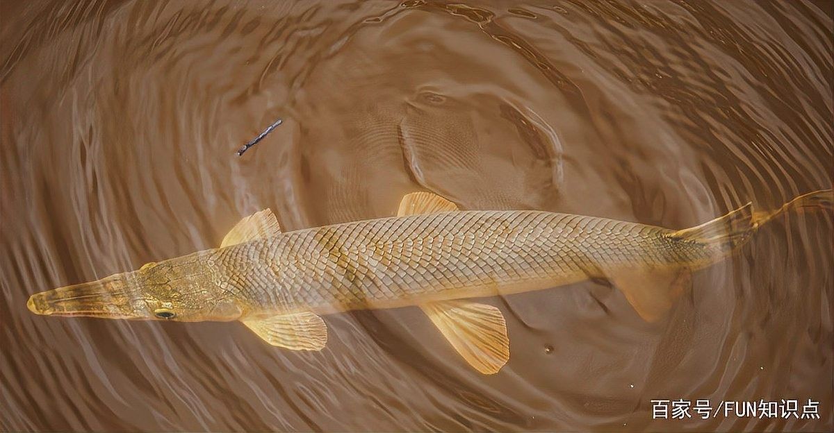 白化火箭是鱷雀鱔嗎