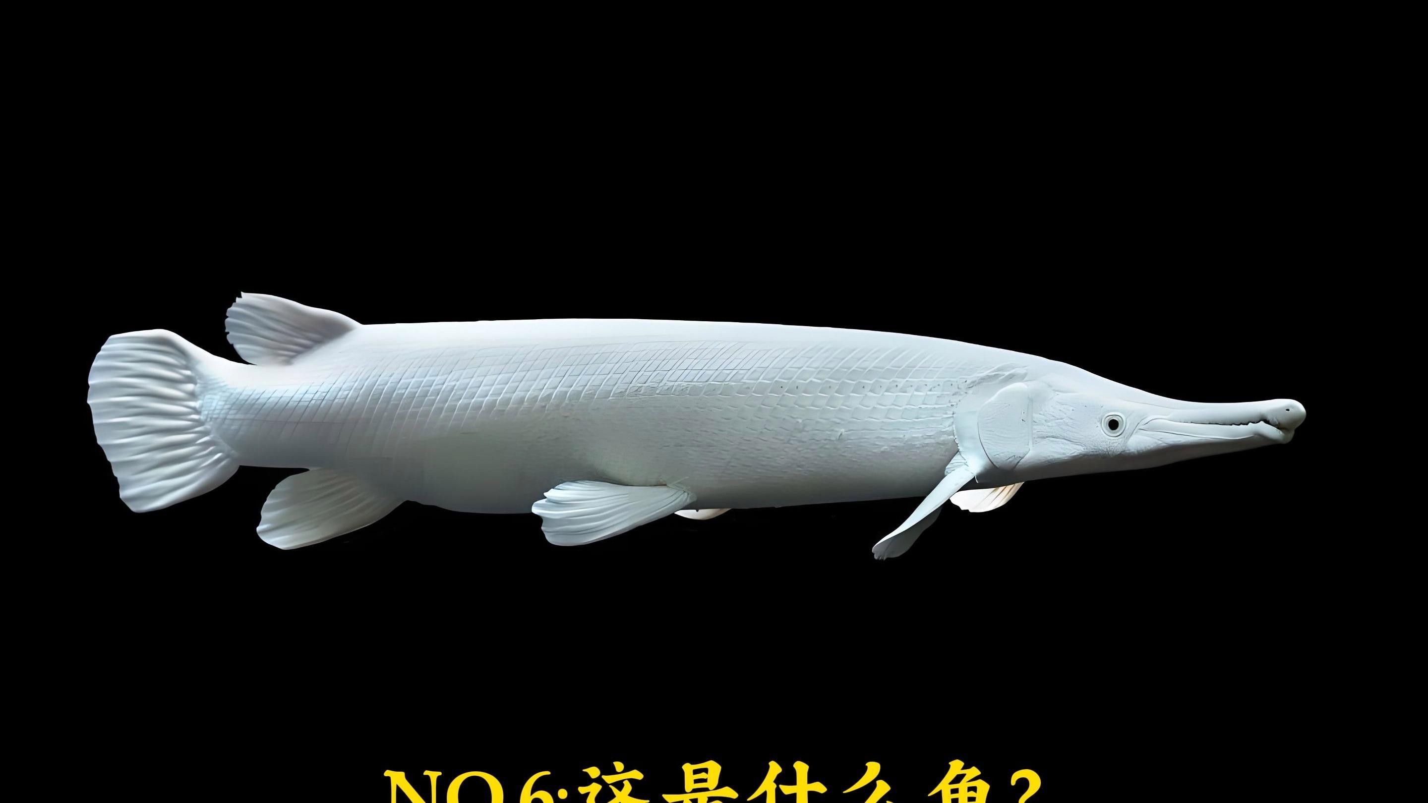 白化火箭是鱷雀鱔嗎