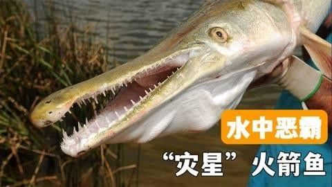 白化火箭是鱷雀鱔嗎