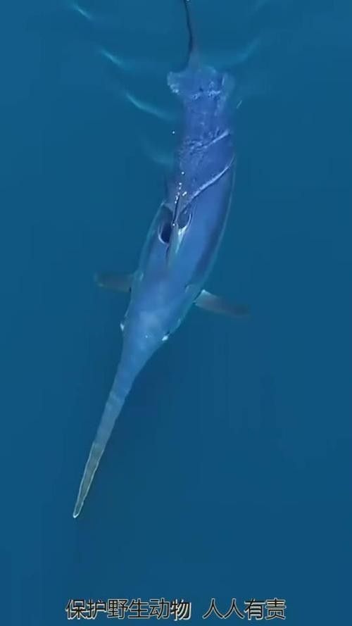 開心水族箱劍龍魚的價值如何（開心水族箱劍龍魚的價值主要體現在以下幾個方面）