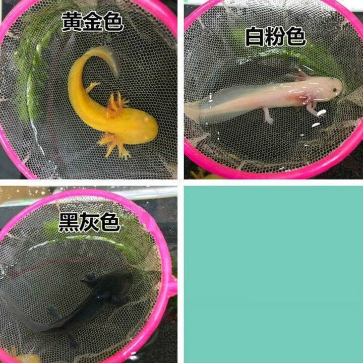 開心水族箱劍龍魚的價值如何（開心水族箱劍龍魚的價值主要體現(xiàn)在以下幾個方面）