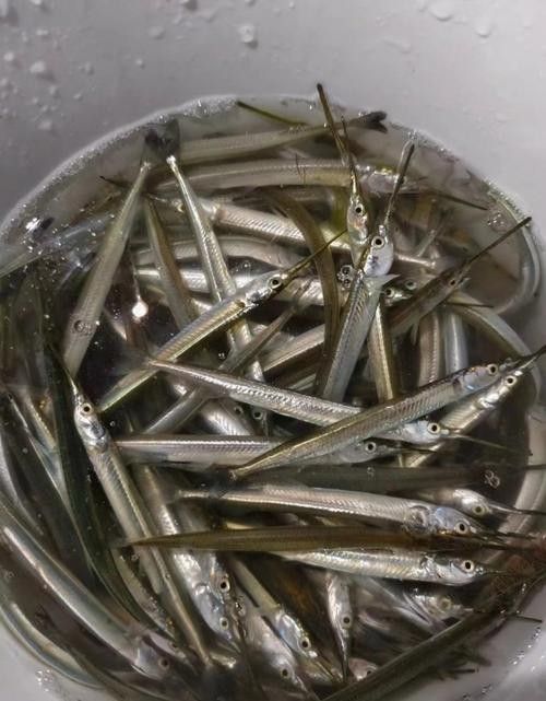 開心水族箱劍龍魚的價值如何（開心水族箱劍龍魚的價值主要體現(xiàn)在以下幾個方面）