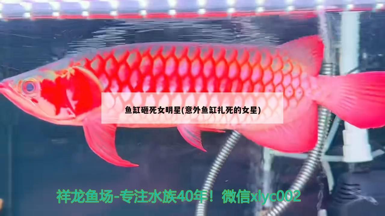 魚缸砸死女明星(意外魚缸扎死的女星)
