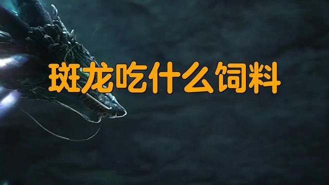 雷龍魚和虎斑恐龍的食物要求相同嗎（雷龍魚和虎斑恐龍的區別） 雷龍魚和虎斑恐龍的食物要求相同嗎（雷龍魚和虎斑恐龍的區別） 龍魚百科 第2張