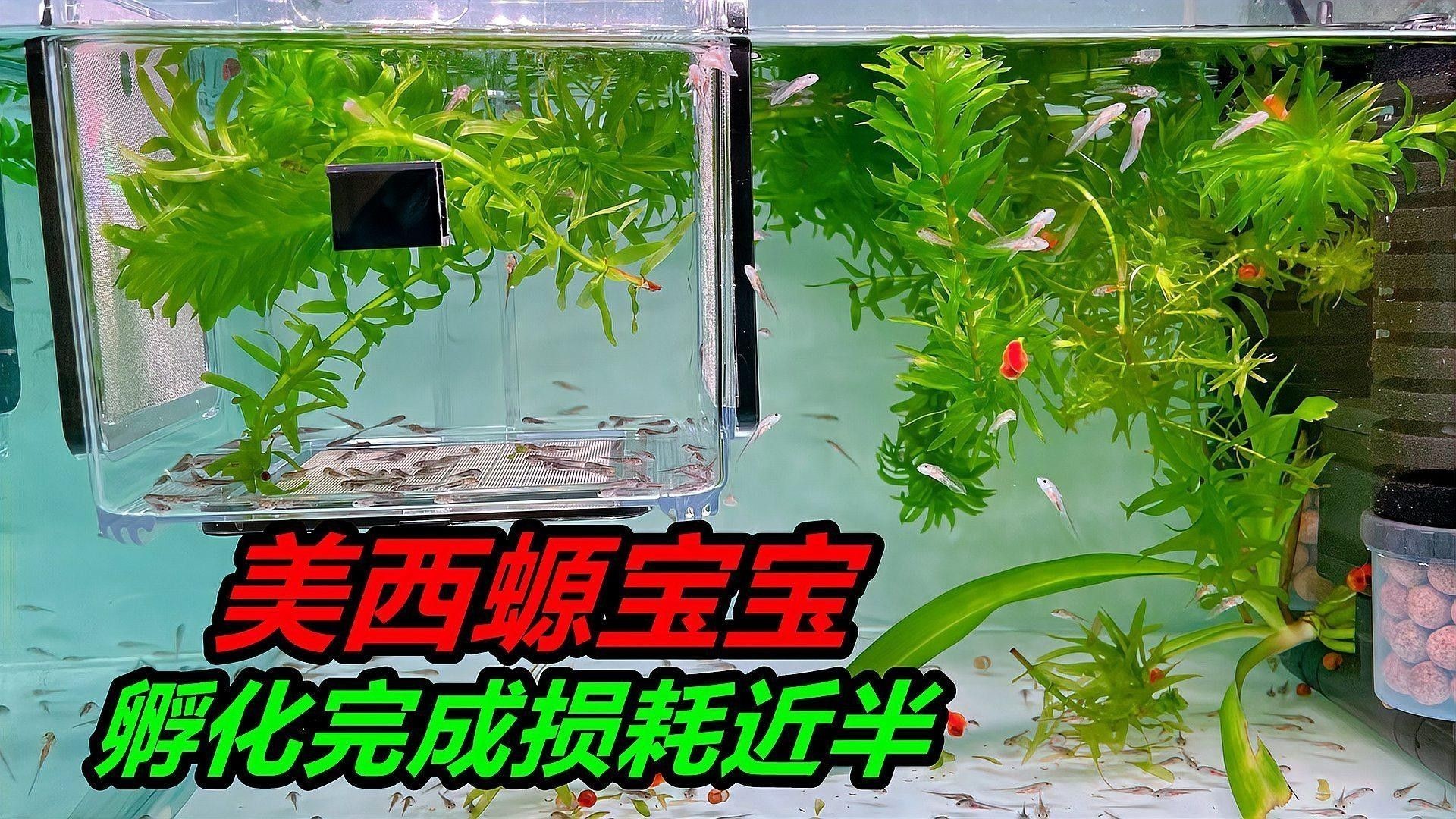 六角龍魚有哪些品種？（六角龍魚的特征和飼養要求，六角恐龍魚的特征和飼養要求）