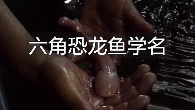六角龍魚有哪些品種？（六角龍魚的特征和飼養要求，六角恐龍魚的特征和飼養要求）