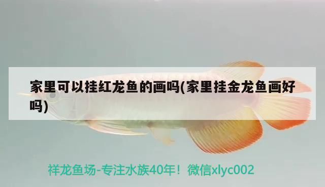 成吉思汗鯊和龍魚能一起養(yǎng)嗎(銀龍魚和成吉思汗鯊可以混養(yǎng)嗎) 成吉思汗鯊和龍魚能一起養(yǎng)嗎(銀龍魚和成吉思汗鯊可以混養(yǎng)嗎) 觀賞魚百科