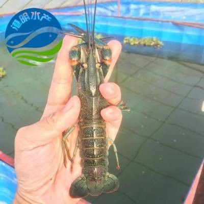 上海、廣州的龍魚批發(fā)商聯(lián)系方式（上海、廣州兩地龍魚批發(fā)商的聯(lián)系方式）