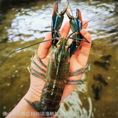 上海、廣州的龍魚批發(fā)商聯(lián)系方式（上海、廣州兩地龍魚批發(fā)商的聯(lián)系方式）