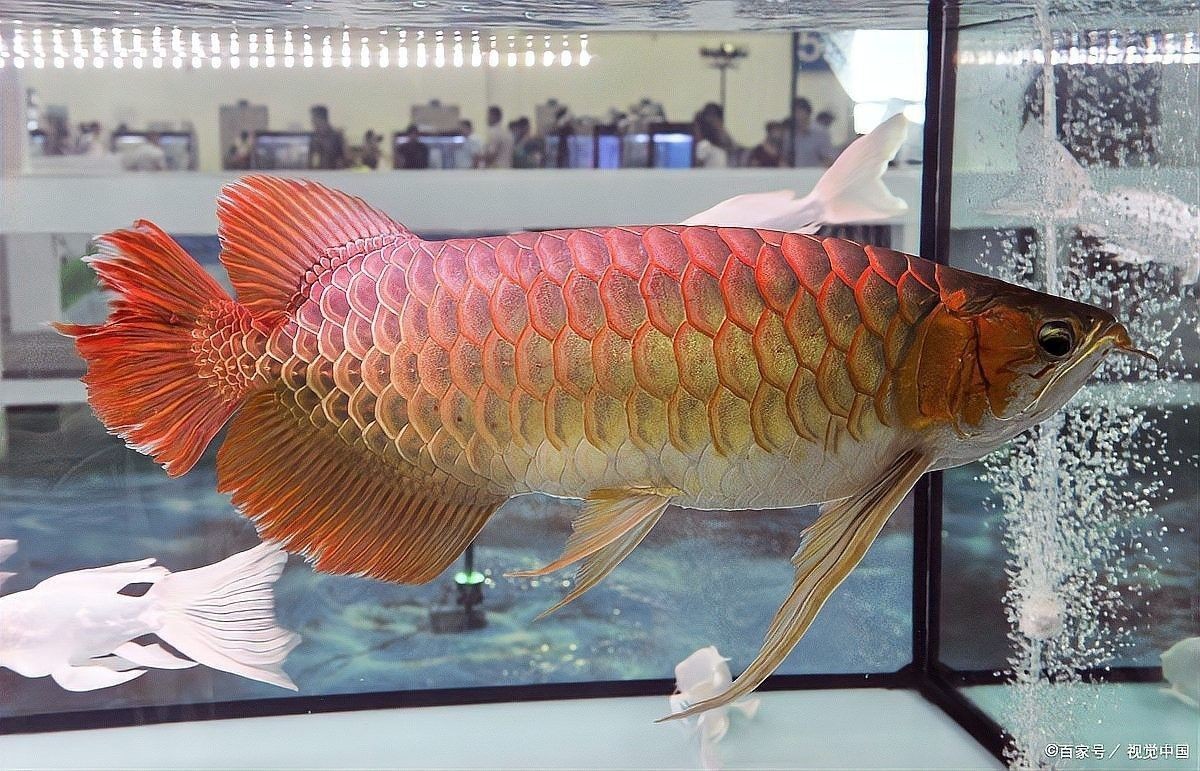 金龍魚造景的步驟是什么？（金龍魚造景的步驟）