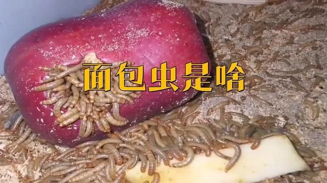 如何處理大麥蟲和面包蟲（|肆養周報網易發現一種超級蠕蟲僅靠進食塑料就能存活）