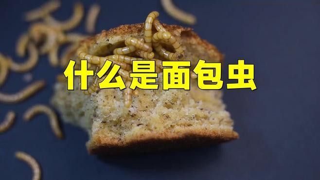 如何處理大麥蟲和面包蟲（|肆養周報網易發現一種超級蠕蟲僅靠進食塑料就能存活）