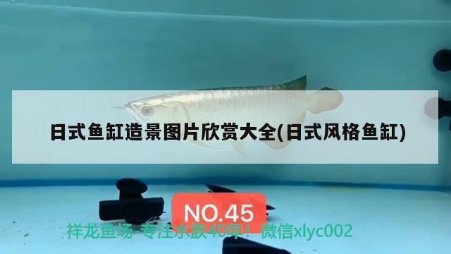 龍魚腮部出現泡泡怎么辦，如何判斷龍魚是否感染了細菌？