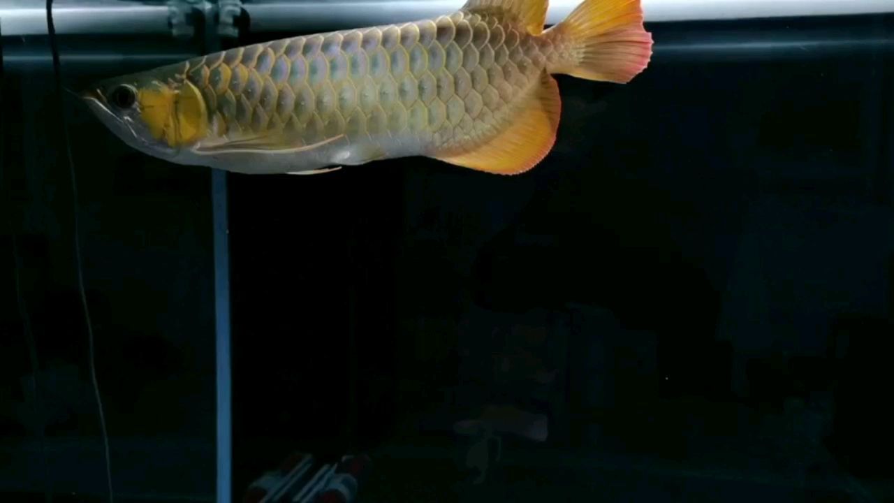 印度小龍魚（印度紅龍魚） 印度小龍魚（印度紅龍魚） 觀賞魚百科