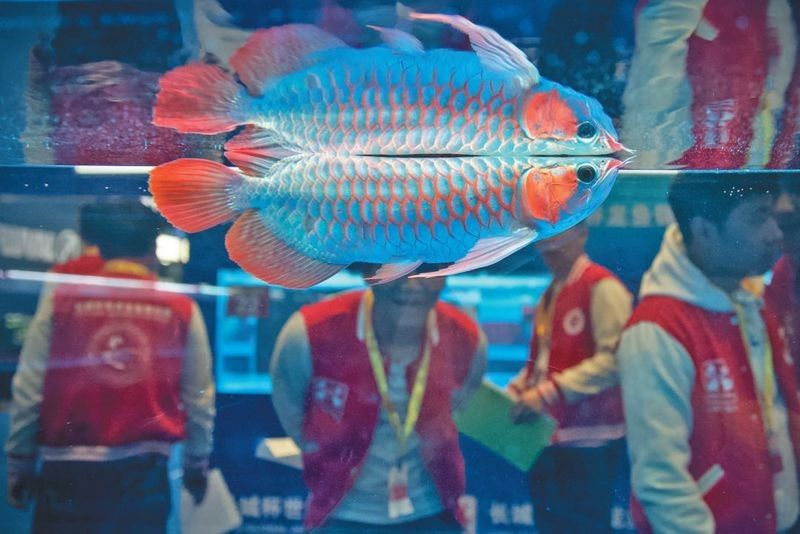 秀山龍魚（秀山龍魚養(yǎng)殖技巧）