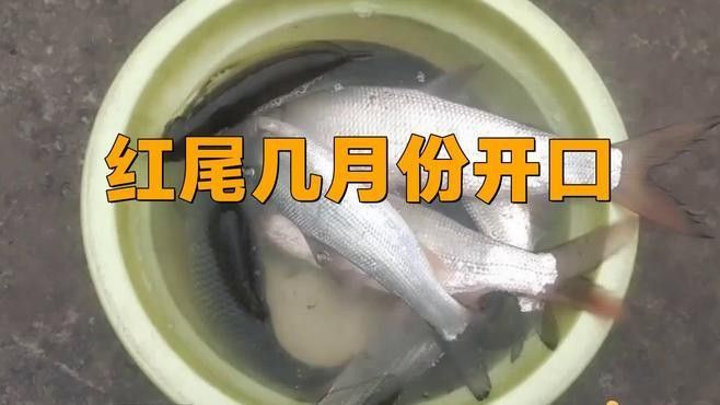 紅尾平克魚能繁殖嗎（紅尾平克魚是否可以繁殖？）