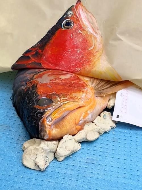 給我一些福龍魚高清圖片(福龍魚的高清圖片特征:紅尾金龍魚或紅尾錦鯉) 龍魚百科 第4張 給我一些福龍魚高清圖片(福龍魚的高清圖片特征:紅尾金龍魚或紅尾錦鯉) 給我一些福龍魚高清圖片(福龍魚的高清圖片特征:紅尾金龍魚或紅尾錦鯉) 龍魚百科 第4張
