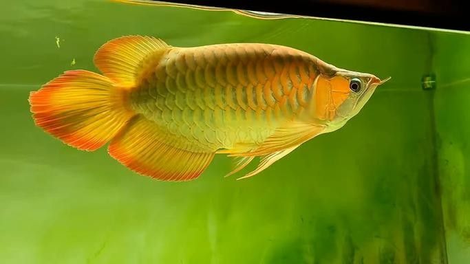 給我一些福龍魚高清圖片(福龍魚的高清圖片特征:紅尾金龍魚或紅尾錦鯉) 龍魚百科 第17張 給我一些福龍魚高清圖片(福龍魚的高清圖片特征:紅尾金龍魚或紅尾錦鯉) 給我一些福龍魚高清圖片(福龍魚的高清圖片特征:紅尾金龍魚或紅尾錦鯉) 龍魚百科 第17張