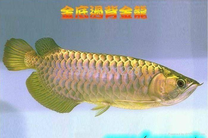 給我一些福龍魚高清圖片(福龍魚的高清圖片特征:紅尾金龍魚或紅尾錦鯉) 龍魚百科 第8張 給我一些福龍魚高清圖片(福龍魚的高清圖片特征:紅尾金龍魚或紅尾錦鯉) 給我一些福龍魚高清圖片(福龍魚的高清圖片特征:紅尾金龍魚或紅尾錦鯉) 龍魚百科 第8張