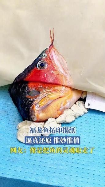 給我一些福龍魚高清圖片(福龍魚的高清圖片特征:紅尾金龍魚或紅尾錦鯉) 龍魚百科 第6張 給我一些福龍魚高清圖片(福龍魚的高清圖片特征:紅尾金龍魚或紅尾錦鯉) 給我一些福龍魚高清圖片(福龍魚的高清圖片特征:紅尾金龍魚或紅尾錦鯉) 龍魚百科 第6張