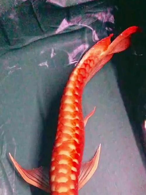 給我一些福龍魚高清圖片(福龍魚的高清圖片特征:紅尾金龍魚或紅尾錦鯉) 龍魚百科 第26張 給我一些福龍魚高清圖片(福龍魚的高清圖片特征:紅尾金龍魚或紅尾錦鯉) 給我一些福龍魚高清圖片(福龍魚的高清圖片特征:紅尾金龍魚或紅尾錦鯉) 龍魚百科 第26張