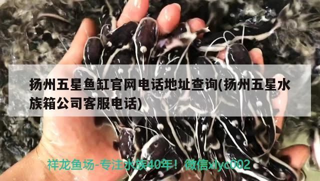 揚州五星魚缸官網電話地址查詢(揚州五星水族箱公司客服電話)（揚州五星水族箱公司客服電話地址查詢）