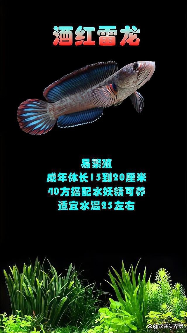 雷龍魚有哪些常見品種（養(yǎng)魚說，雷龍魚大全之常見大型雷龍篇）