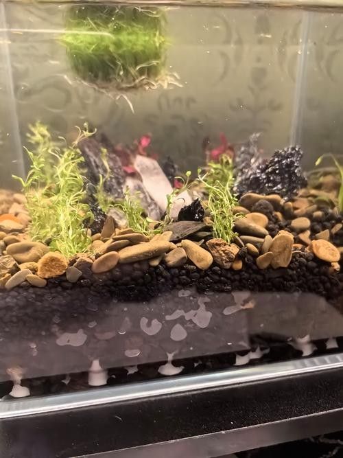 隔離缸底砂材質有哪些推薦(隔離缸底砂材質推薦) 龍魚百科 第6張 隔離缸底砂材質有哪些推薦(隔離缸底砂材質推薦) 隔離缸底砂材質有哪些推薦(隔離缸底砂材質推薦) 龍魚百科 第6張