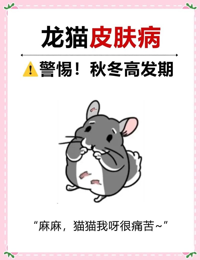 龍貓生病了，應該去哪里就醫（貓生病了，應該去哪里就醫？） 龍貓生病了，應該去哪里就醫（貓生病了，應該去哪里就醫？） 龍魚百科 第5張