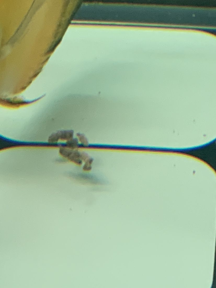 安順觀賞魚市場有大佬看看這個正常嗎？（安順觀賞魚市場有“大佬”看看這個正常嗎？） 安順觀賞魚市場有大佬看看這個正常嗎？（安順觀賞魚市場有“大佬”看看這個正常嗎？） 觀賞魚百科 第1張