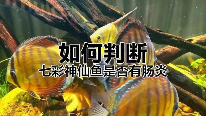 野彩魚疾病 野彩魚疾病 觀賞魚百科 第2張